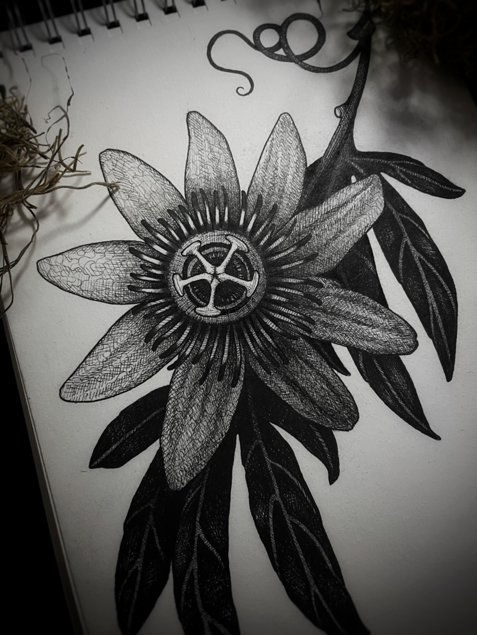 Passion flower hand drawing