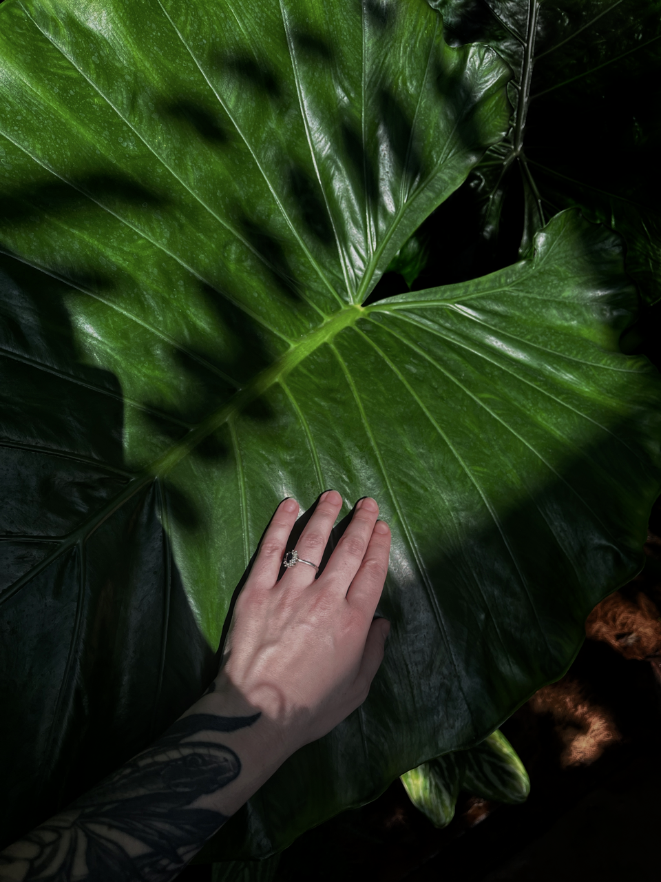 Bonatical Garden's visit